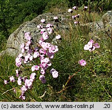 Dianthus carthusianorum ssp. saxigenus (goździk kartuzek skalny)