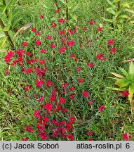 Dianthus deltoides Leuchtfunk