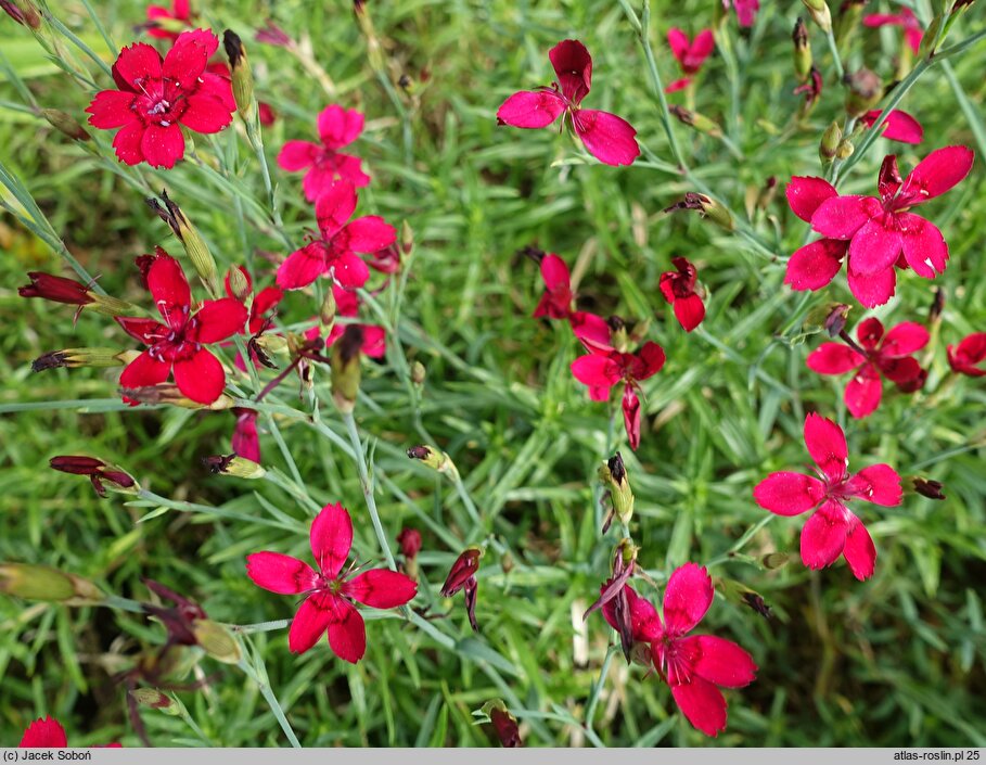 Dianthus deltoides Leuchtfunk