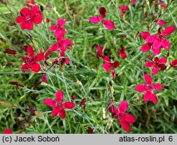 Dianthus deltoides Leuchtfunk