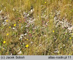 Dianthus deltoides (goździk kropkowany)