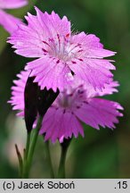 Dianthus nitidus (goździk lśniący)