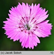 Dianthus nitidus (goździk lśniący)