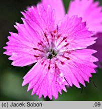 Dianthus nitidus (goździk lśniący)