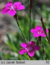 Dianthus myrtinervius (goździk mirtowaty)