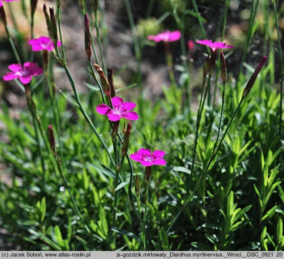 Dianthus myrtinervius (goździk mirtowaty)