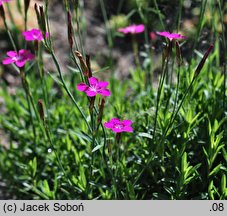 Dianthus myrtinervius (goździk mirtowaty)