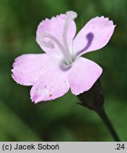 Dianthus subacaulis (goździk niskołodygowy)