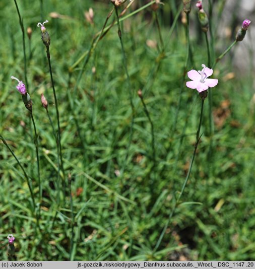 Dianthus subacaulis (goździk niskołodygowy)