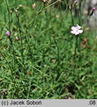 Dianthus subacaulis (goździk niskołodygowy)