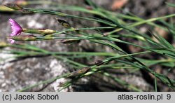 Dianthus spiculifolius (goździk ostrolistny)