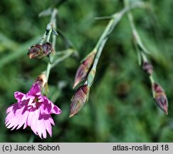 Dianthus spiculifolius (goździk ostrolistny)