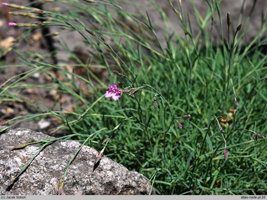 Dianthus spiculifolius (goździk ostrolistny)