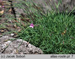 Dianthus spiculifolius (goździk ostrolistny)