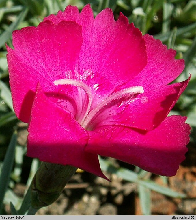 Dianthus gratianopolitanus Badenia