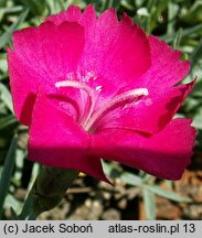 Dianthus gratianopolitanus Badenia