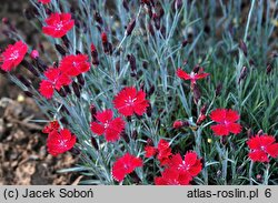 Dianthus gratianopolitanus Dobromierz