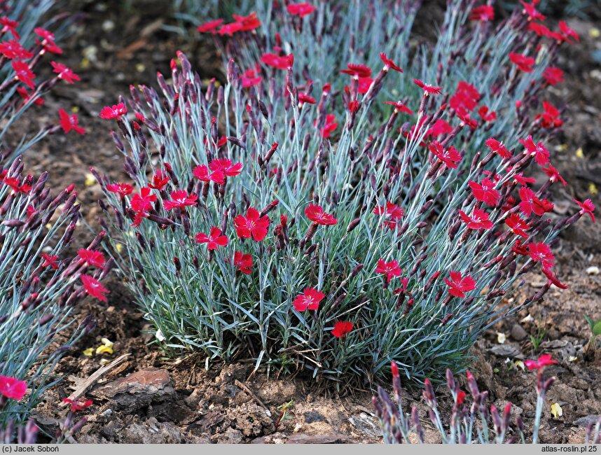 Dianthus gratianopolitanus Dobromierz