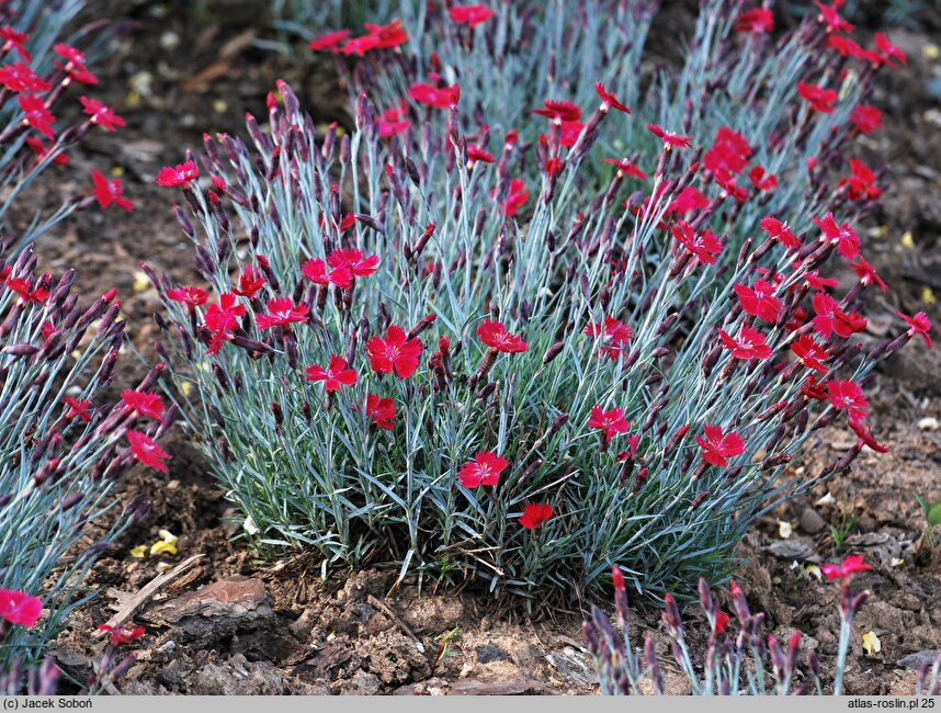 Dianthus gratianopolitanus Dobromierz