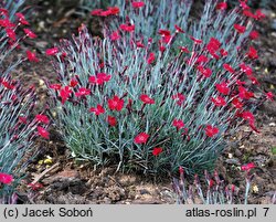 Dianthus gratianopolitanus Dobromierz