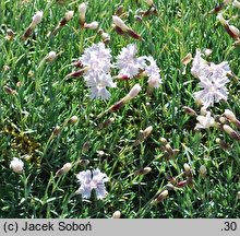 Dianthus petraeus (goździk skalny)