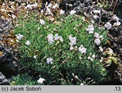 Dianthus petraeus (goździk skalny)