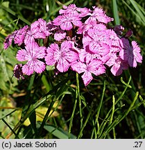 Dianthus compactus