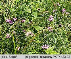 Dianthus compactus