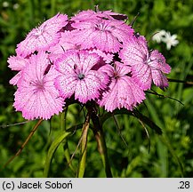 Dianthus compactus