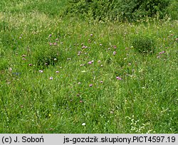 Dianthus compactus