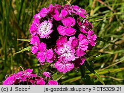 Dianthus compactus