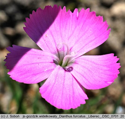 Dianthus furcatus