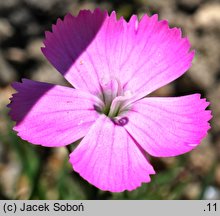 Dianthus furcatus