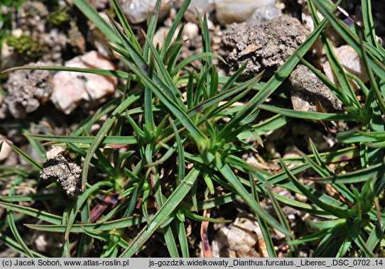 Dianthus furcatus