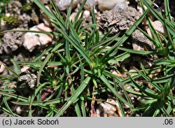 Dianthus furcatus