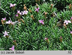 Dianthus arpadianus