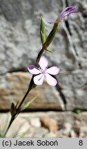 Dianthus ciliatus