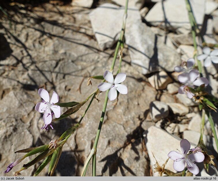 Dianthus ciliatus