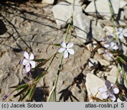 Dianthus ciliatus