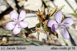 Dianthus ciliatus