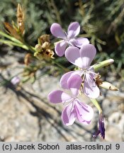 Dianthus ciliatus