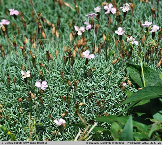 Dianthus erinaceus (goździk kolczasty)