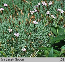 Dianthus erinaceus (goździk kolczasty)