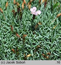 Dianthus erinaceus (goździk kolczasty)