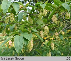 Carpinus japonica (grab japoński)