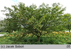 Carpinus japonica (grab japoński)