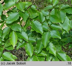 Carpinus laxiflora (grab luźnokwiatowy)