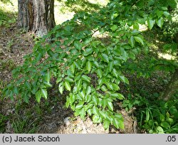 Carpinus laxiflora (grab luźnokwiatowy)