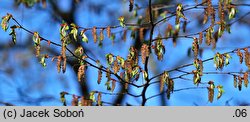 Carpinus laxiflora (grab luźnokwiatowy)