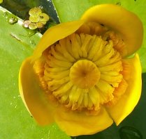 Nuphar lutea